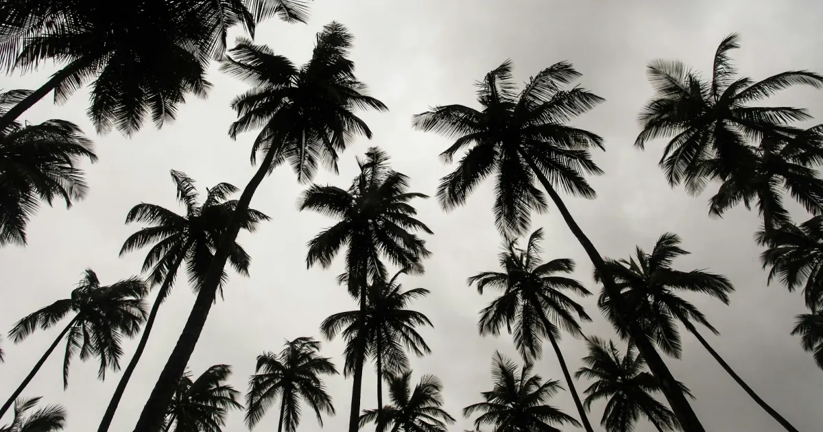 Palm trees photographed in Monrovia, Liberia, the setting of the volunteer story.